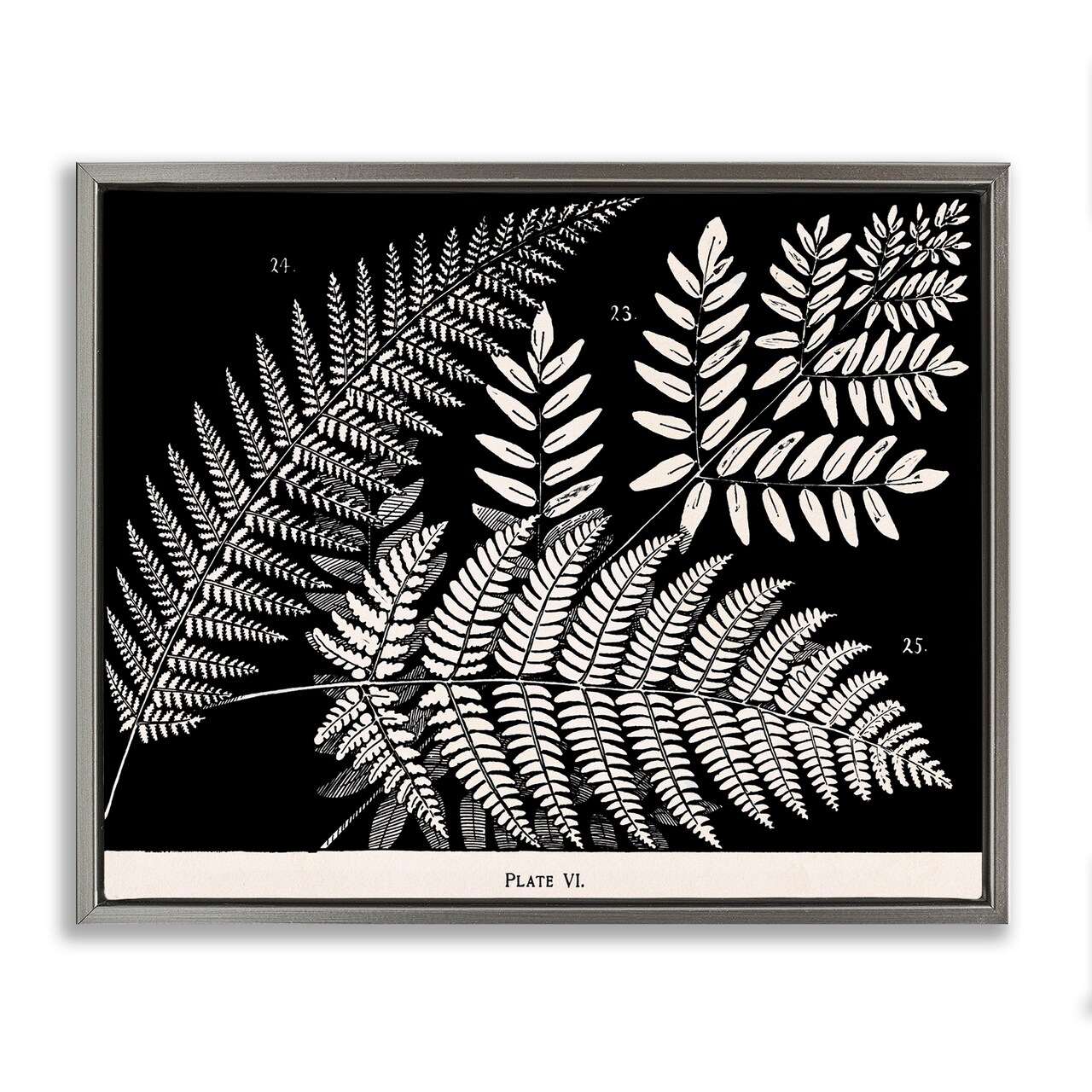 Stupell Industries Fern Varieties on Black Floating Frame Design by Phillipa Katz